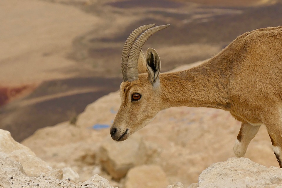 מגמת ארץ ישראל 